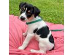 Adopt Freedom - Fawn Litter a Jack Russell Terrier, Rat Terrier