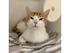 Adopt Yeazy a Domestic Short Hair
