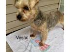 Adopt Vestal a Yorkshire Terrier, Mixed Breed