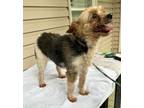 Adopt Betty a Yorkshire Terrier, Mixed Breed