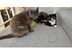 Adopt KORRA & STORM - Offered by Owner - Young Sisters a Tortoiseshell, Calico