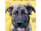 Adopt Chai a Great Pyrenees, German Shepherd Dog