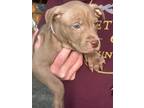 Adopt Macie a Pit Bull Terrier, Chocolate Labrador Retriever