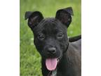 Adopt Titter a Black Mouth Cur, Terrier