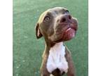Adopt Hyacinth a Pit Bull Terrier