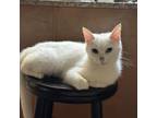 Adopt Momma Mandrell PW a Domestic Short Hair