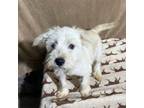 Adopt Dona a Cairn Terrier, Border Terrier