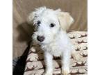 Adopt Dana a Cairn Terrier, Border Terrier