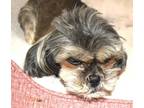 Adopt Cookie (Basin 5) a Lhasa Apso, Mixed Breed