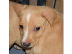 Adopt Willow (Isana P3) a Border Collie, Mixed Breed