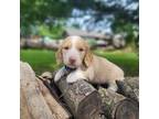 Dachshund Puppy for sale in Centerville, IA, USA