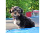 Mutt Puppy for sale in Fresno, OH, USA