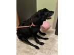 Adopt Gretchen a Mixed Breed