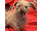 Adopt Gertrude a Poodle, Mixed Breed