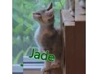 Adopt Jade a Domestic Short Hair