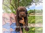 Labrador Retriever PUPPY FOR SALE ADN-792944 - AKC Chocolate Labrador