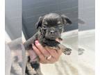 Chiweenie PUPPY FOR SALE ADN-792981 - Chiweenie pups