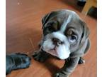 English Bulldog PUPPY FOR SALE ADN-793111 - Cute English bulldog boy LOS ANGELES