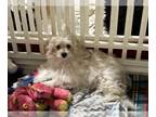 Maltipoo PUPPY FOR SALE ADN-793195 - Gorgeous inhome raised nonShed MultiPooh