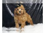 Poodle (Toy) PUPPY FOR SALE ADN-793201 - Tex AKC Poodle