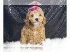Poodle (Toy) PUPPY FOR SALE ADN-793225 - Avery AKC Poodle