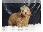 Poodle (Toy) PUPPY FOR SALE ADN-793226 - Aiden AKC Poodle