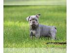 French Bulldog PUPPY FOR SALE ADN-793236 - French Bulldog Be prepared for