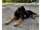 German Shepherd Dog PUPPY FOR SALE ADN-793238 - Europeans