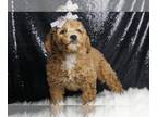 Poodle (Toy) PUPPY FOR SALE ADN-793253 - Sweetheart AKC