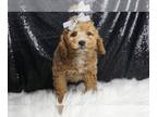 Poodle (Toy) PUPPY FOR SALE ADN-793257 - Pretty Please AKC
