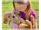 Golden Retriever PUPPY FOR SALE ADN-793273 - AKC Golden Retriever Puppies
