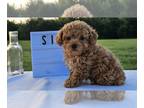 Poodle (Toy) PUPPY FOR SALE ADN-793274 - Healthy Beautiful Babies