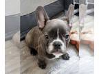 French Bulldog PUPPY FOR SALE ADN-793300 - Fenchie SuperStar BLUE Girl