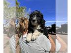 Bernedoodle PUPPY FOR SALE ADN-793303 - Calamity Jane