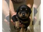 Rottweiler PUPPY FOR SALE ADN-793323 - Rottweiler Puppies
