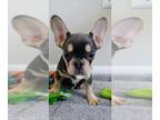 French Bulldog PUPPY FOR SALE ADN-793339 - Funny Amazing Color Frenchie