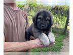 Sarplaninac (Illyrian Sheepdog ) PUPPY FOR SALE ADN-793346 - Sarplaninac puppies