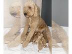 Goldendoodle PUPPY FOR SALE ADN-793371 - Goldendoodle Puppies