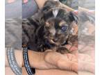 Yorkshire Terrier PUPPY FOR SALE ADN-793387 - Yorkie puppies