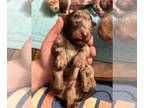 Poodle (Miniature) PUPPY FOR SALE ADN-793396 - Miniature Poodle Puppies