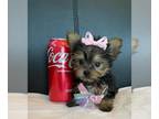 Yorkshire Terrier PUPPY FOR SALE ADN-793397 - Summer Fun Teacup Torkies