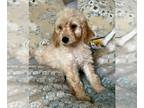 Goldendoodle PUPPY FOR SALE ADN-793406 - Laika