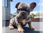 French Bulldog PUPPY FOR SALE ADN-793410 - Blue and Tan French Bulldog Puppy