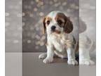 Cavalier King Charles Spaniel PUPPY FOR SALE ADN-793411 - AKC Cavalier Pups
