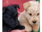 Scottish Terrier PUPPY FOR SALE ADN-793420 - Akc Scottish terriers black and
