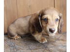Dachshund PUPPY FOR SALE ADN-793452 - Miniature Dachshund Puppies