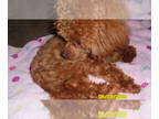 Poodle (Toy) PUPPY FOR SALE ADN-793455 - Poodle Red Purebred Female 5lb