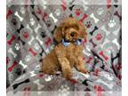 Cockapoo PUPPY FOR SALE ADN-793459 - Tussle