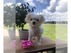 Maltese PUPPY FOR SALE ADN-793460 - Pure Sweetness