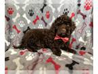 ShihPoo PUPPY FOR SALE ADN-793477 - Bixby